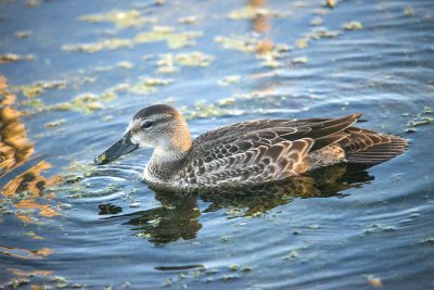 TEAL, BLUE-WINGED