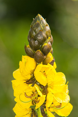 Cassia Sennadidymotrya