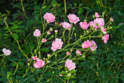 'The Fairy' Polyantha Rose