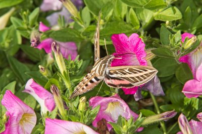 White-Lined Sphnix Moth