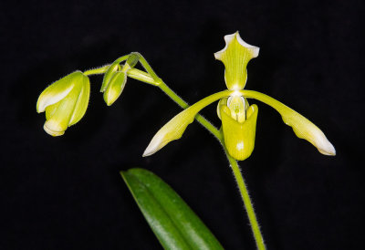 Paph. haynaldianum album 'Charles' FCC/AOS