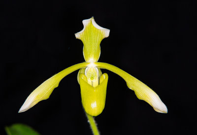 Paph. haynaldianum album 'Charles' FCC/AOS