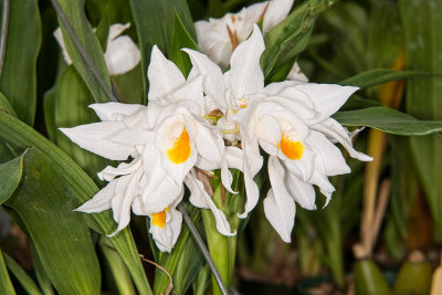 Coelogyne mooreana 'Broekhurst' FCC/RHS