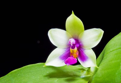 Phal. Bellina