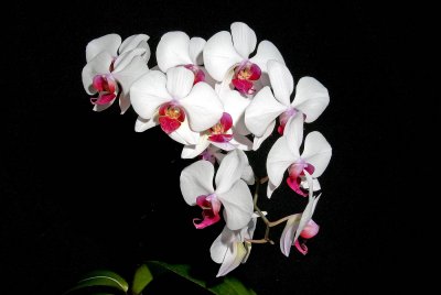 Phal. Kiss '0415'