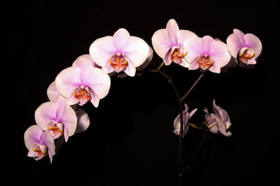 Phal. 'Melody'