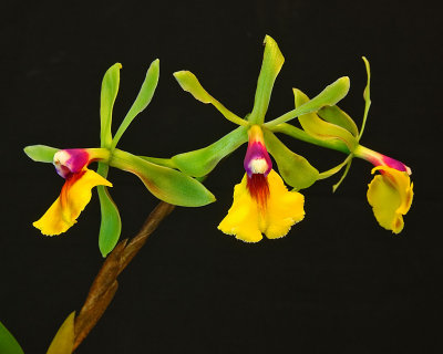 Epc. Rene Marques 'Flame Thrower'