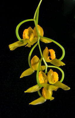 Gongora galeata - yellow