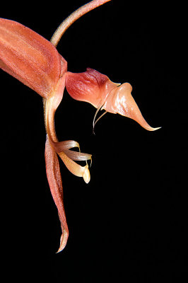 Gongora unicolor White Eye