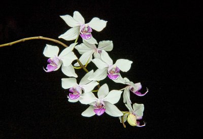 Phal. intermedia