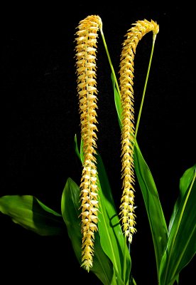 Dendrochilum magnum