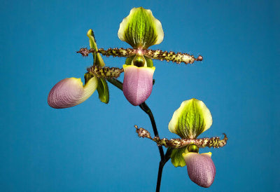 Paph. liemianum