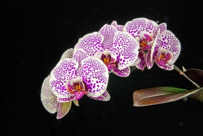 Phal. Leopard Princess x Ever Spring Spot