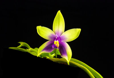 Phal. Bellina (violacea)