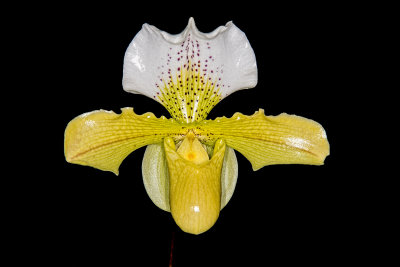 Paph. Acker's Wounderland