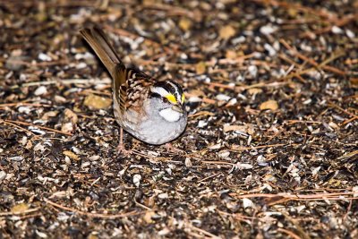 Sparrow, White-throated