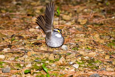 Sparrow, White-throated