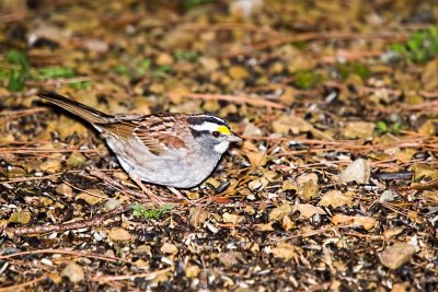 Sparrow, White-throated