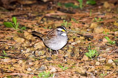 Sparrow, White-throated