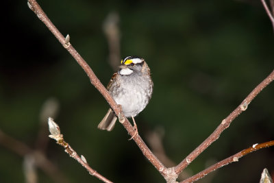 Sparrow, White-throated