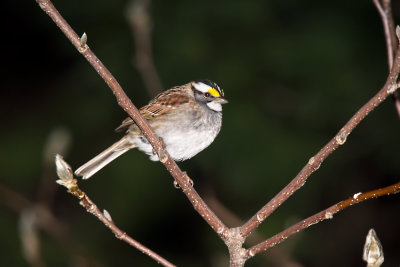 Sparrow, White-throated