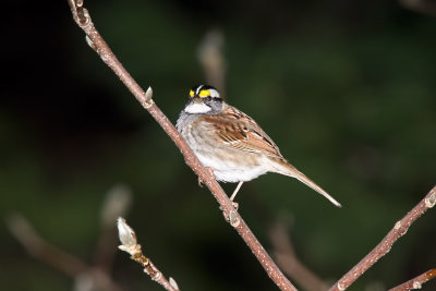 Sparrow, White-throated