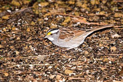 Sparrow, White-throated