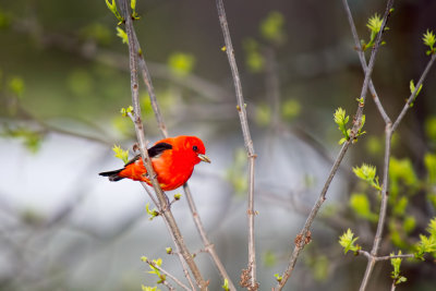 Tanager, Scarlet