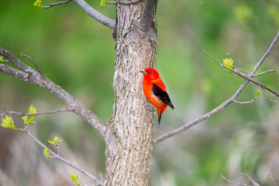 Tanager, Scarlet