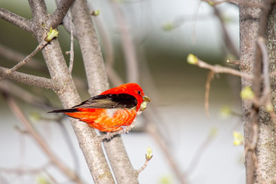 Tanager, Scarlet