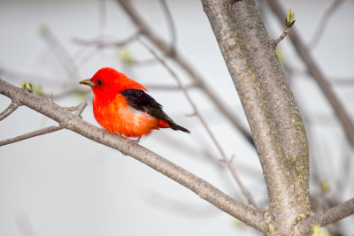 Tanager, Scarlet