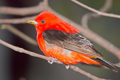 Tanager, Scarlet