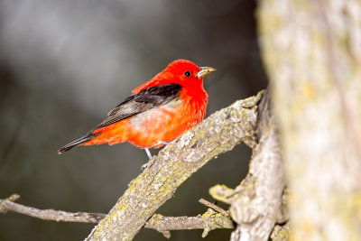 Tanager, Scarlet