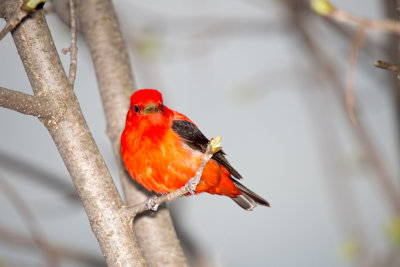 Tanager, Scarlet