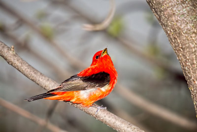 Tanager, Scarlet