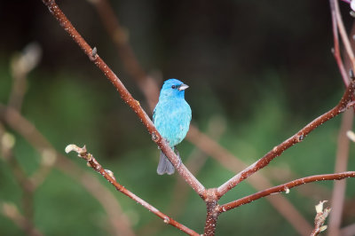 Bunting, Indigo