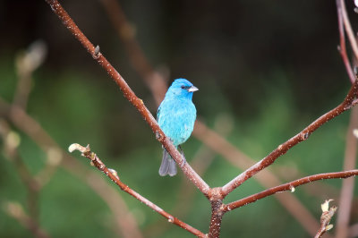 Bunting, Indigo