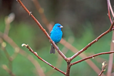 Bunting, Indigo