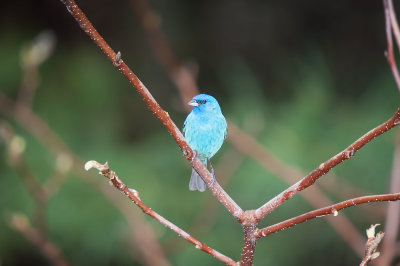 Bunting, Indigo