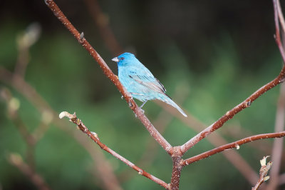 Bunting, Indigo