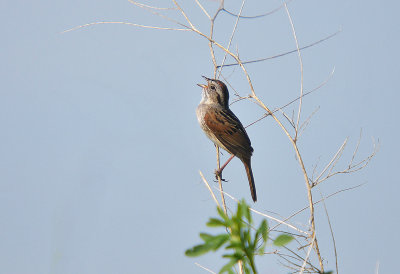 Sparrow, Swamp
