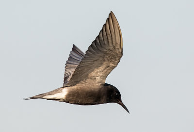 Tern, Black