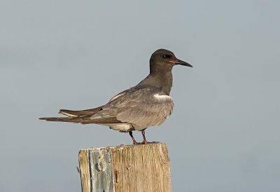 Tern, Black