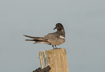 Tern, Black