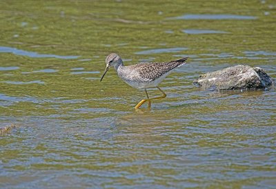 Lesser Yellowlegs
