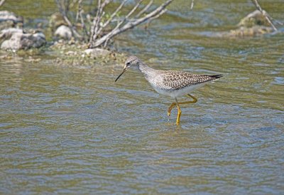 Lesser Yellowlegs