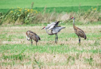 Crane, Sandhill