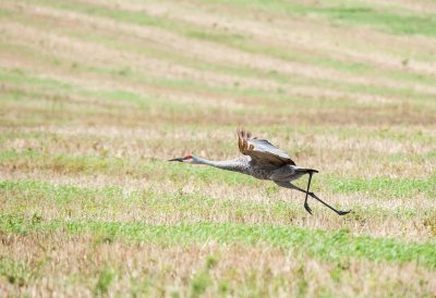 Crane, Sandhill