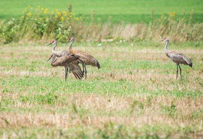 Crane, Sandhill