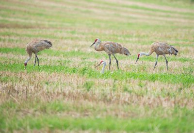 Crane, Sandhill